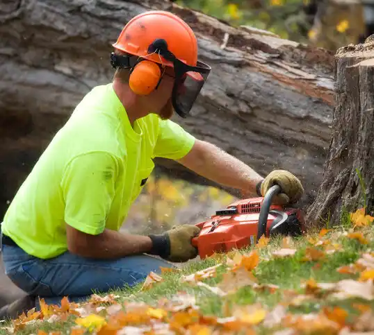 tree services Stone Harbor